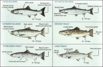 How to Fish for Salmon on Lake Michigan